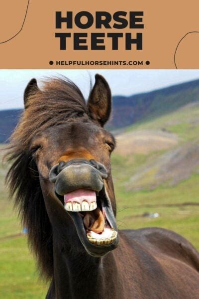 Horse Teeth - Helpful Horse Hints