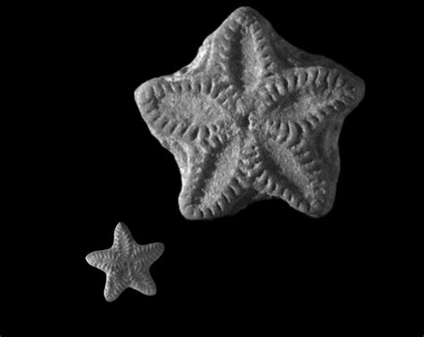 Star Stone Fossil X 6 Fairy Coin Fossils Crinoids Stars - Etsy