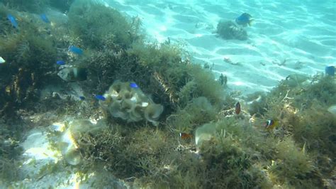 Plantation Island snorkeling at sand bar - YouTube