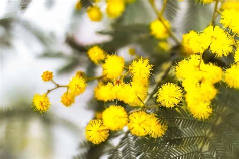 Mimosa Flower Meaning, Symbolism, and Uses - GrowingVale