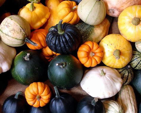 Fall Squash Varieties (and how to cook them) – Arkansas Local Food Network