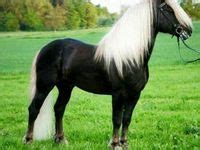 10 BLACK HORSE WITH WHITE MANE AND TAIL ideas | horse breeds, beautiful ...