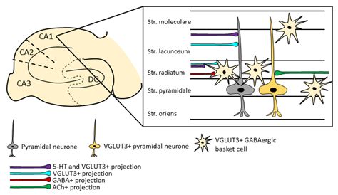 Interneuron Diagram