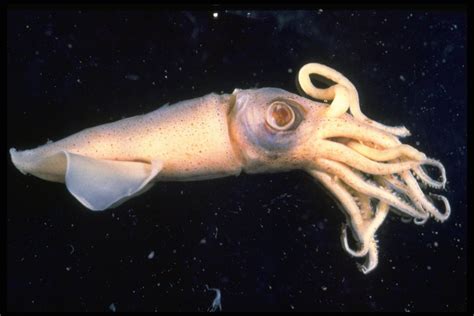 Octopus, squid and cuttlefish - Class Cephalopoda - The Australian Museum