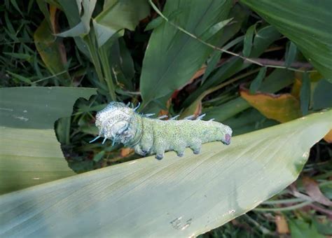 Dragon Headed Caterpillar Facts - Fact Animal