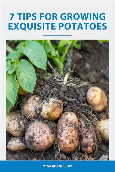 7 Tips for Growing Exquisite Potatoes in 2021 | Gardening for beginners, Gardening tips, Easy plants