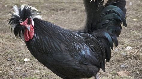 11 Beautiful Black Chickens | Mental Floss