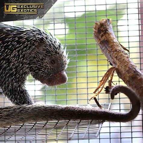 Prehensile Tailed Porcupine - Underground Reptiles