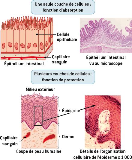 Les tissus épithélial et conjonctif - digiSchool