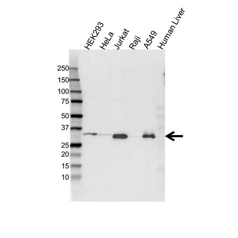 Anti Histone H1.3 Antibody (PrecisionAb Polyclonal Antibody) | Bio-Rad