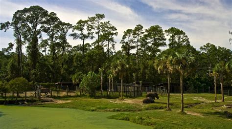 Visit Jacksonville Zoo and Gardens in Jacksonville | Expedia