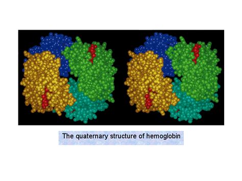 The quaternary structure of hemoglobin