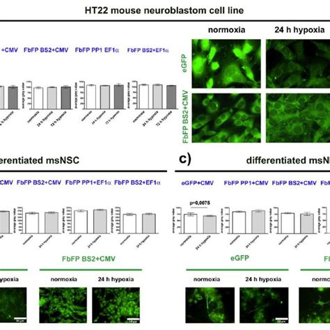 (PDF) Flavin Mononucleotide-Based Fluorescent Proteins Function in ...