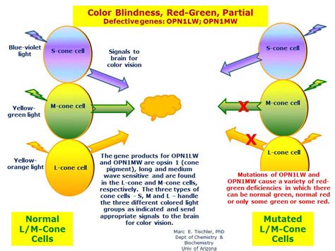 Red Green Color Blindness Inheritance Pattern - Infoupdate.org