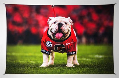 UGA: Georgia Bulldogs Uga X Football Mascot Photo Tapestry | Etsy