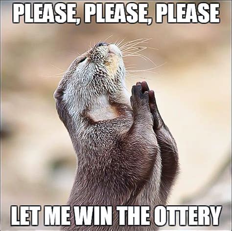 Please Let Me Win The Ottery Meme | Funny animal memes, Animal memes, Otters