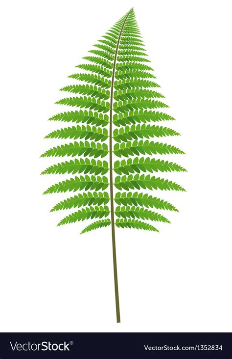 Fern leaf Royalty Free Vector Image - VectorStock