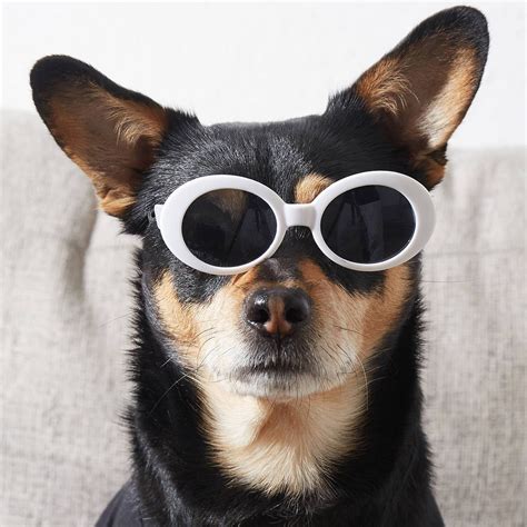 Dogs With Sunglasses