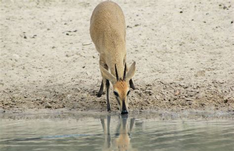 Duiker, Common - Fascinating Africa