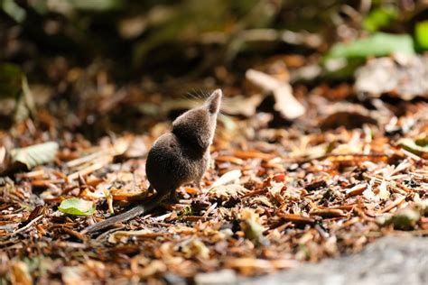 Baby shrew enjoying the sun : r/wildlifephotography