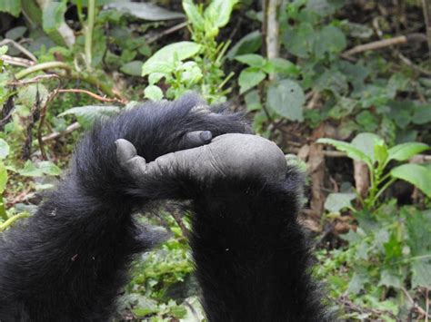 Fist-Bump Fossey Style