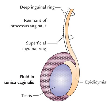 Testis and Epididymis Anatomy – Earth's Lab