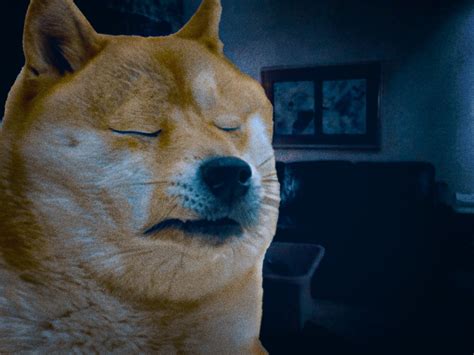 Le doge image with no text has arrived | /r/dogelore | Ironic Doge Memes | Know Your Meme