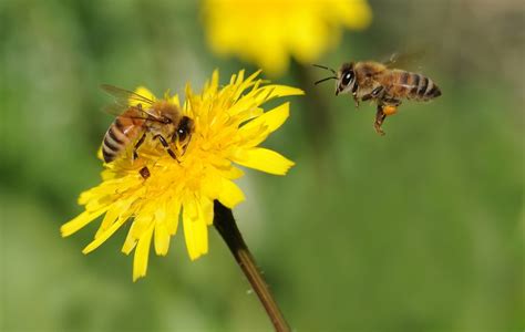 Bee Extinction Facts: Why The Extinction Of Bees Would End Humanity?