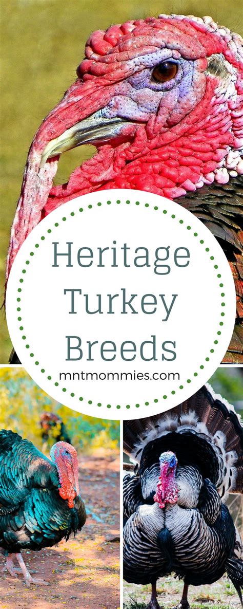 Heritage Turkey Breeds - Mountain Mamas' Blog | Turkey breeds, Raising turkeys, Pet turkey