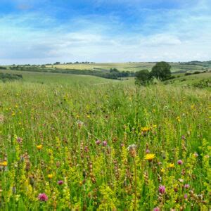 Red Hill Nature Reserve - Visit Lincolnshire