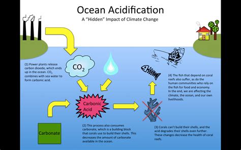 Ocean Acidification | Shape of Life