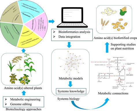 Frontiers | Connections Between Amino Acid Metabolisms in Plants ...