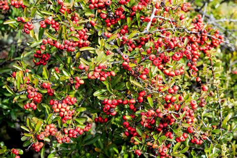 Can Dogs Eat Pyracantha Berries