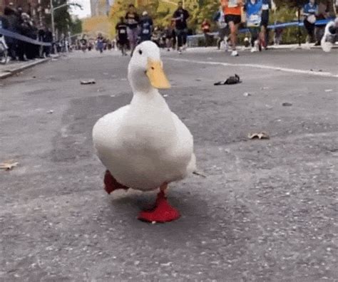 Cute Duck Runs New York City Marathon in Custom Red Duck Shoes