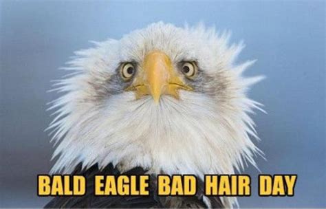 Funniest Bald Eagle Meme Compilation..America!_国际_蛋蛋赞