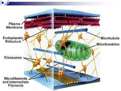 Citoplasma y citoesqueleto