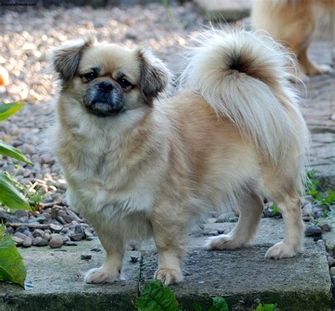 Tibetan Spaniel Dog Breed - Pictures, Information, Temperament ...