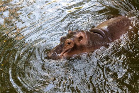 Hippopotamus swimming in water 718349 Stock Photo at Vecteezy