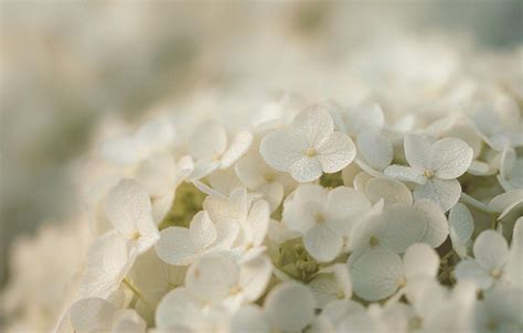 White Hydrangea Wallpapers - Top Free White Hydrangea Backgrounds ...