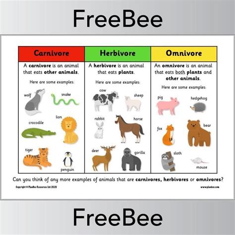 Carnivore, Herbivore, Omnivore KS1 Poster | Omnivore, Carnivores herbivores omnivores, Carnivores