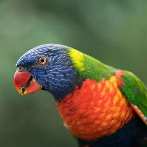 Birdworld Kuranda - Village in the Rainforest - Open Daily