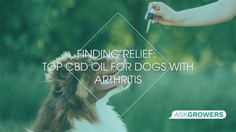 Best CBD Oil for Dogs with Arthritis: Relieving Joint Pain and Promoting Mobility | AskGrowers