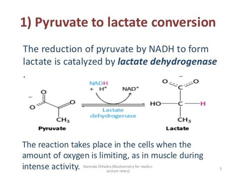 Fig-4-Pyruvate-to-lactate - Peter Attia