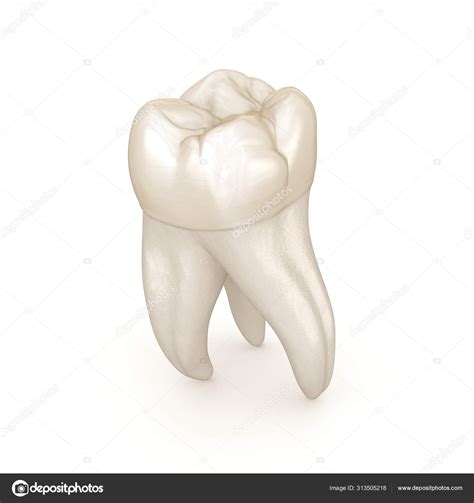 Dental Anatomy First Maxillary Molar Tooth Medically Accurate Dental ...