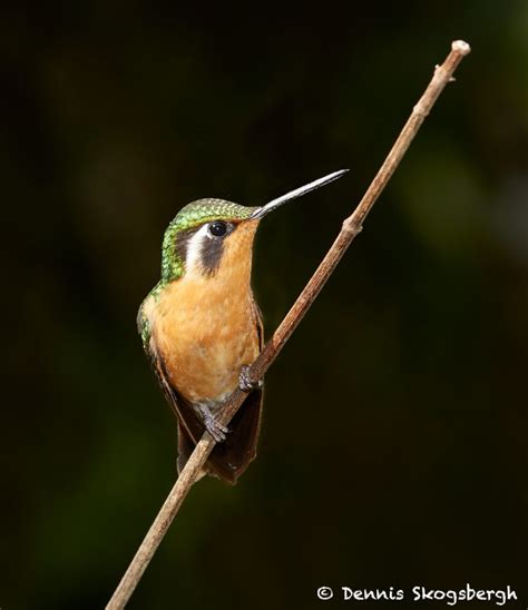 1984 Female Purple-throated Mountain Gem Hummingbird (Lampornis ...