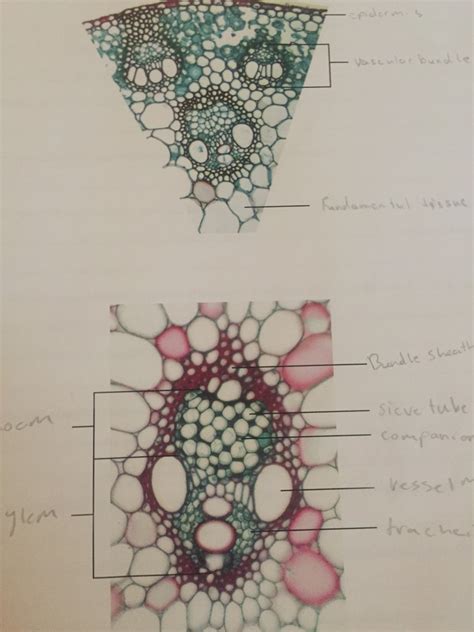 Monocot Stems Diagram | Quizlet