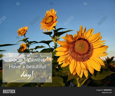 Morning Greetings- Image & Photo (Free Trial) | Bigstock