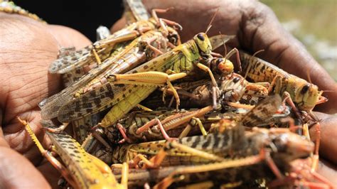 South Sudan hit by desert locust swarm as plague spreads | News | Al ...