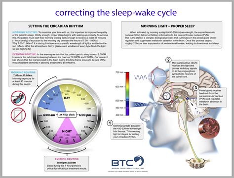 Circadian Rhythm Poster - Brain Treatment Center of Dallas