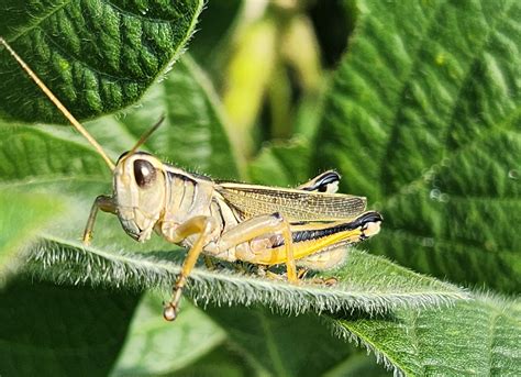 Grasshopper management in Minnesota crops | UMN Extension